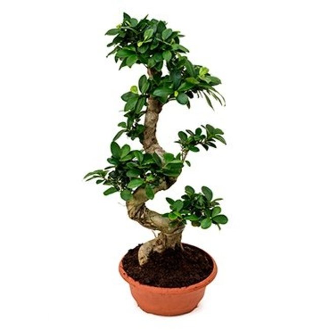 Ficus Bonsai M