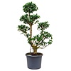 Ficus Bonsai Special shape XL