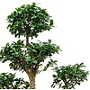 Ficus Bonsai Special shape XL