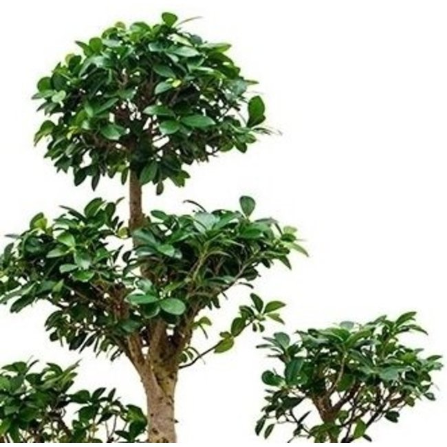 Ficus Bonsai Special shape XL