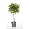 Ficus Benjamina spiraal medium