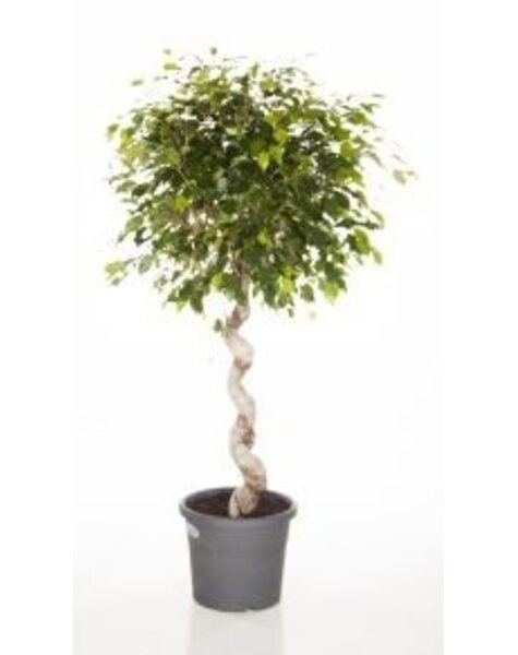 Ficus Benjamina spiraal medium
