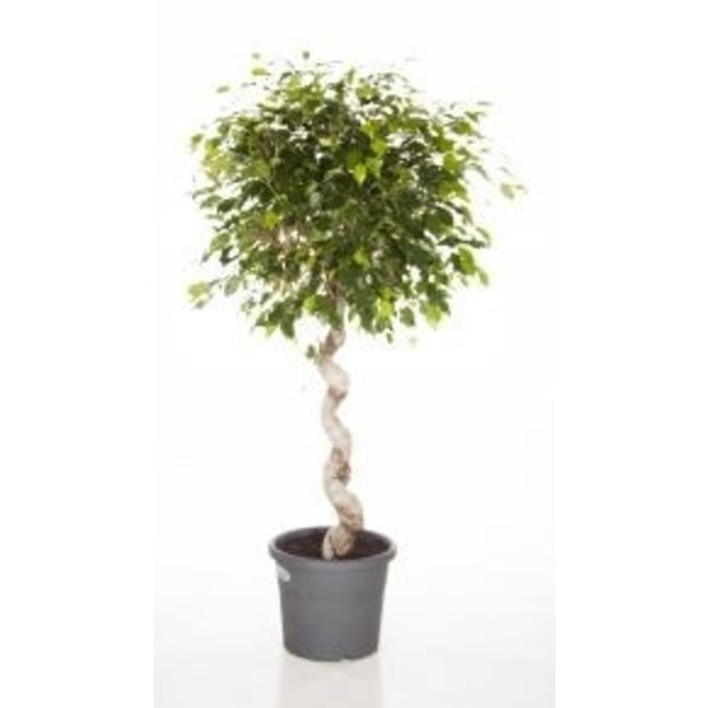 Ficus Benjamina spiraal medium