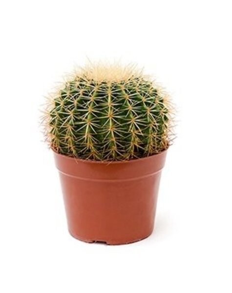 Echinocactus medium