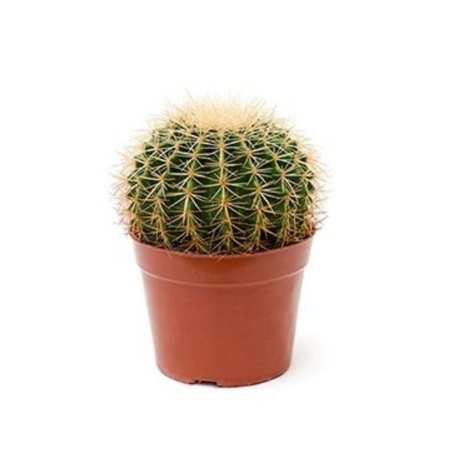 Echinocactus medium