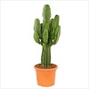 Euphorbia Cactus large