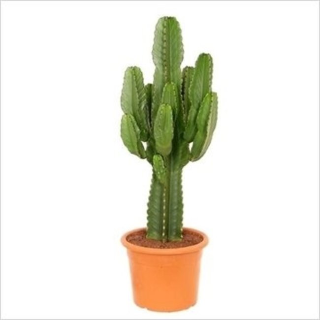 Euphorbia Cactus large