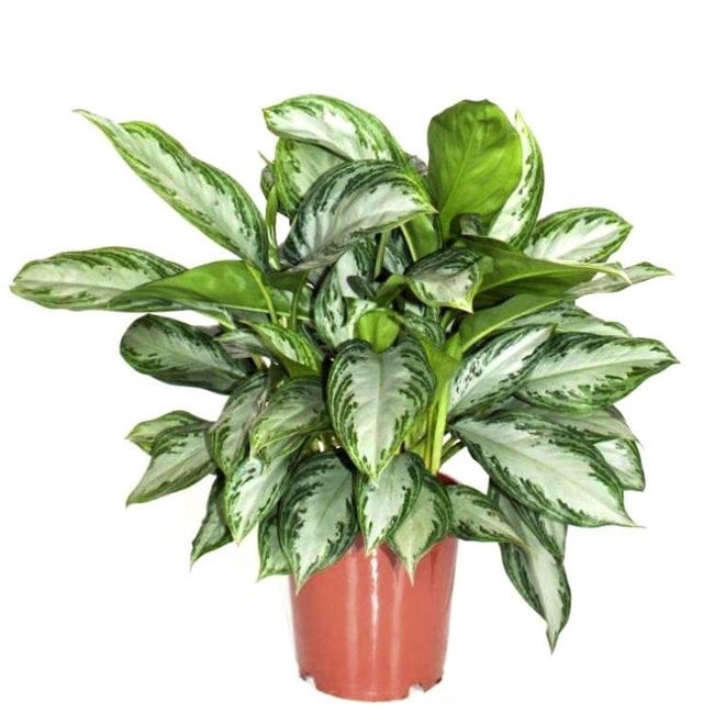 Aglaonema Silver Bay