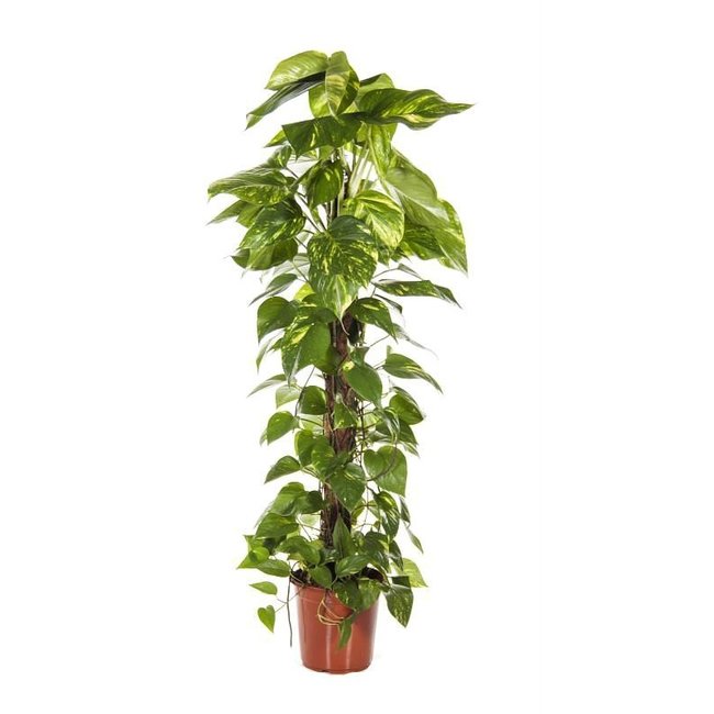 Epipremnum Scindapsus Large