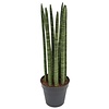 Sansevieria Spikes