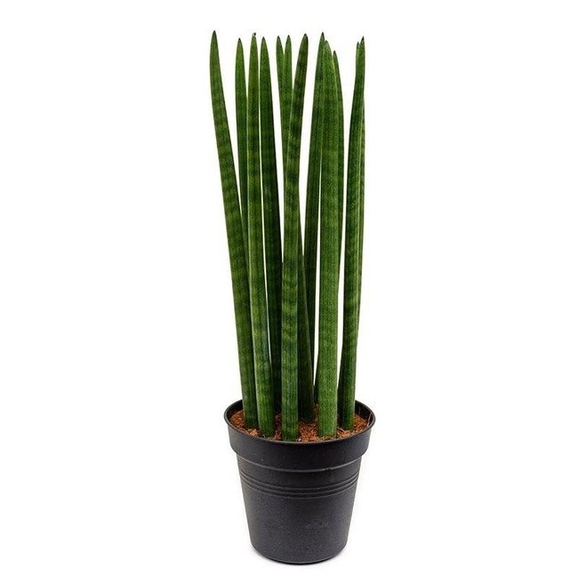 Sansevieria Cylindria medium