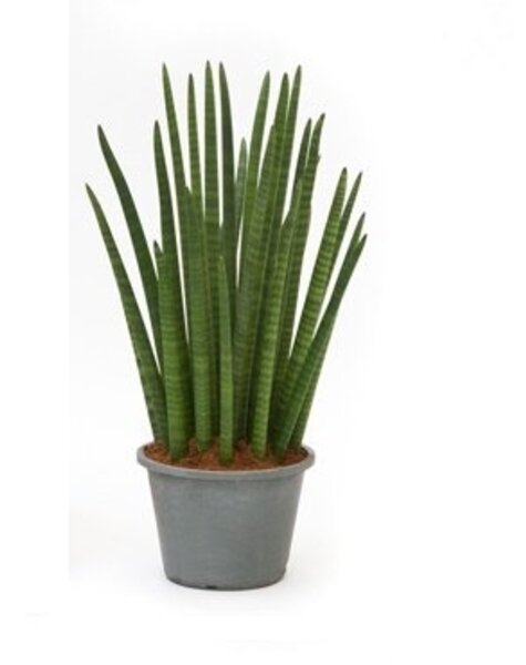 Sansevieria Cylindria XL