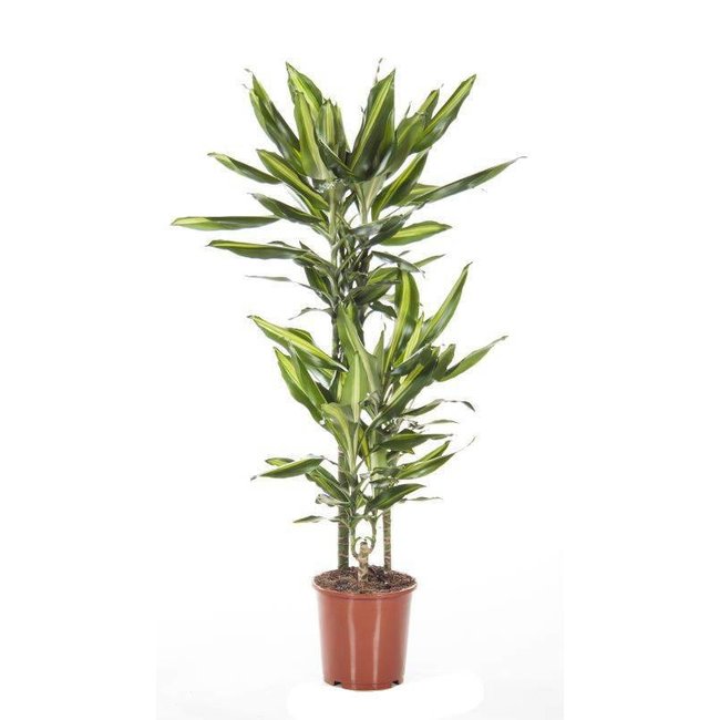 Dracaena Cintho 60-30-15