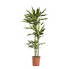 Dracaena Cintho 120-90-60