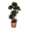 Dracaena Compacta XXL