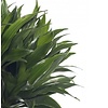 Dracaena Compacta XXL