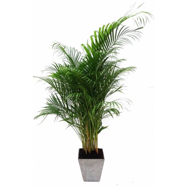 Goudpalm Areca in Artstone pot grijs