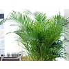 Goudpalm Areca in Artstone pot grijs