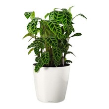 Lechuza Calathea in zelfwatergevende pot