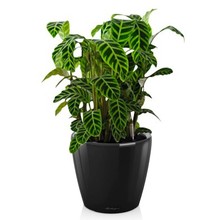 Lechuza Calathea in zelfwatergevende pot