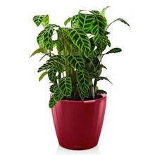 Lechuza Calathea in zelfwatergevende pot