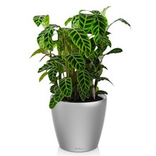 Lechuza Calathea in zelfwatergevende pot