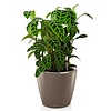 Calathea in zelfwatergevende pot