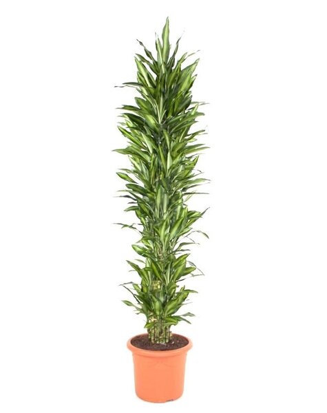 Dracaena Cintho XXL