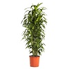 Dracaena Janet Craig XXL