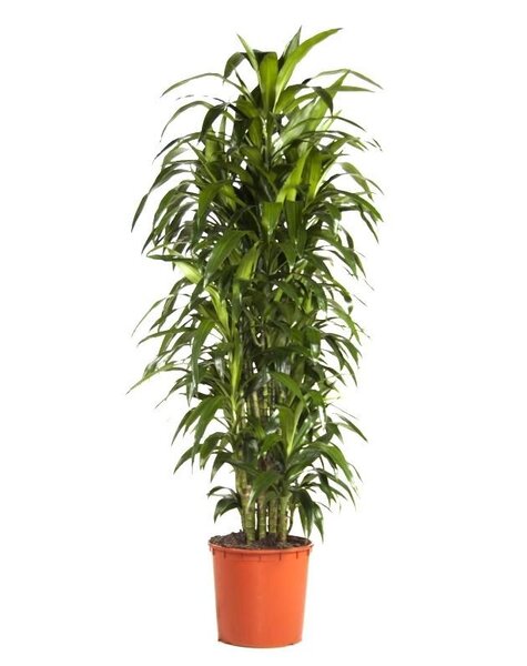 Dracaena Janet Craig XXL