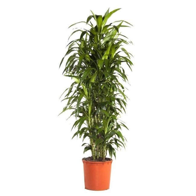 Dracaena Janet Craig XXL