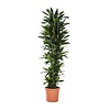 Dracaena Janet Lind XXXL