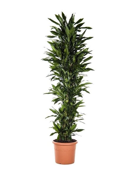 Dracaena Janet Lind XXXL