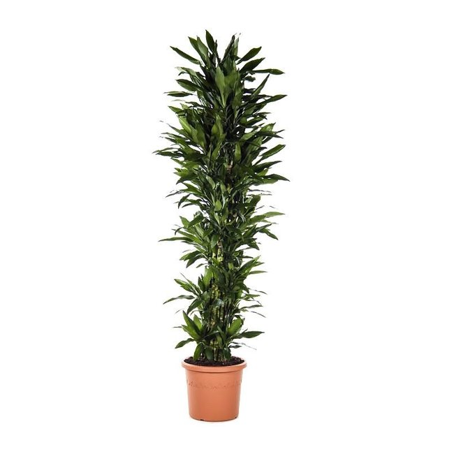 Dracaena Janet Lind XXXL