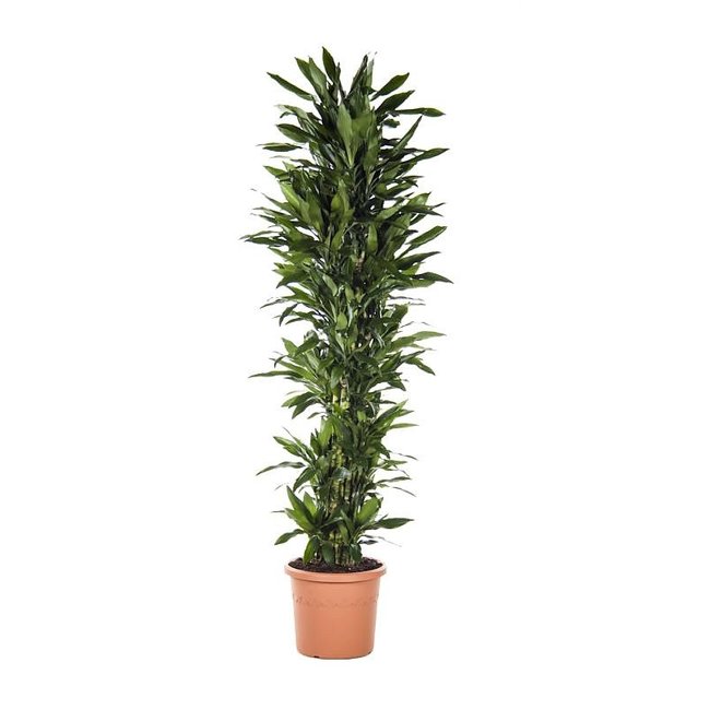 Dracaena Lisa XXXL