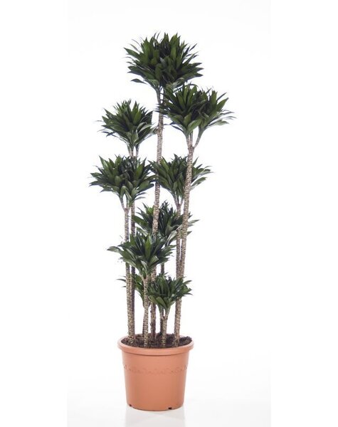 Dracaena Compacta XXXL