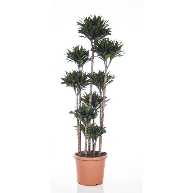 Dracaena Compacta XXXL