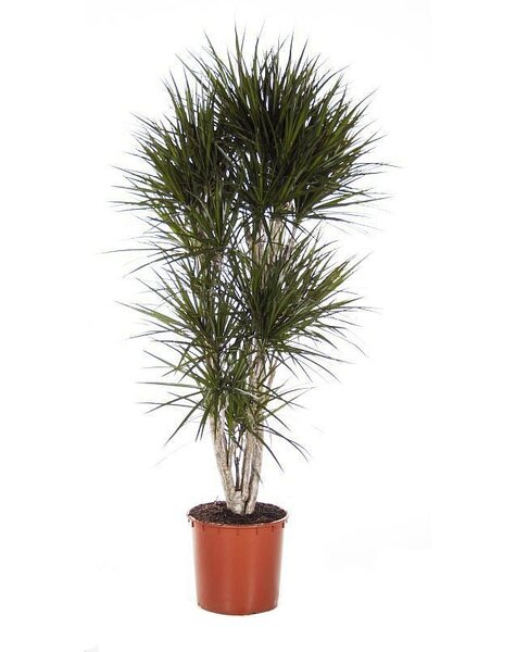 Dracaena Marginata Green XXL