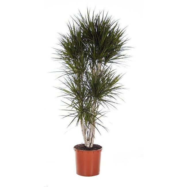 Dracaena Marginata Green XXL