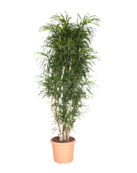 Dracaena Reflexa Anita XXXL