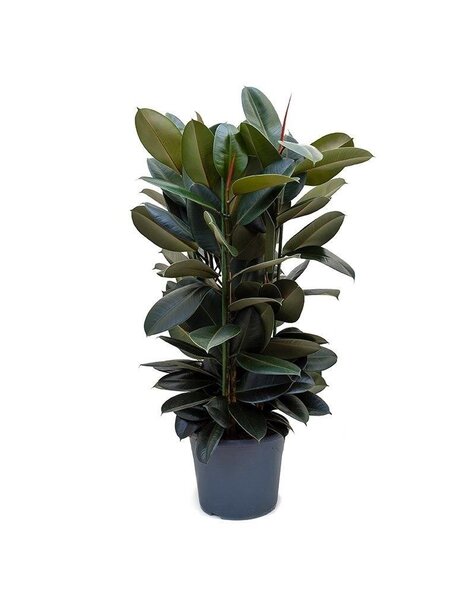 Ficus Abidjan