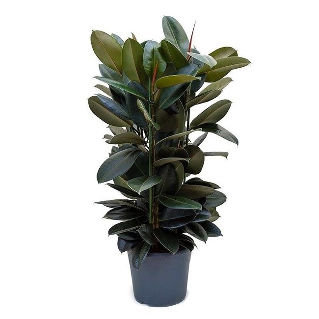 Ficus Elastica Abidjan