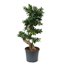 Ficus Bonsai Medium