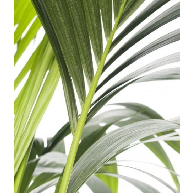 Kentia Howea Forsteriana XXXL