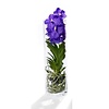 Vanda in cilinder vaas paars s