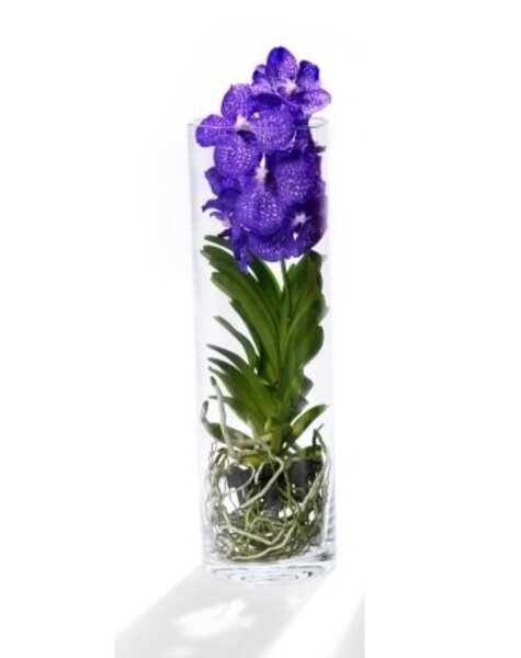 Vanda in cilinder vaas paars s