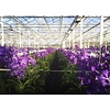 Vanda in cilinder vaas Paars