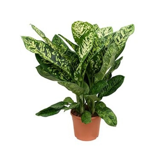 Dieffenbachia Crown Large