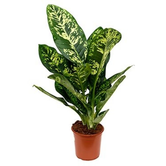 Dieffenbachia Crown Medium