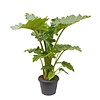 Alocasia Portadora